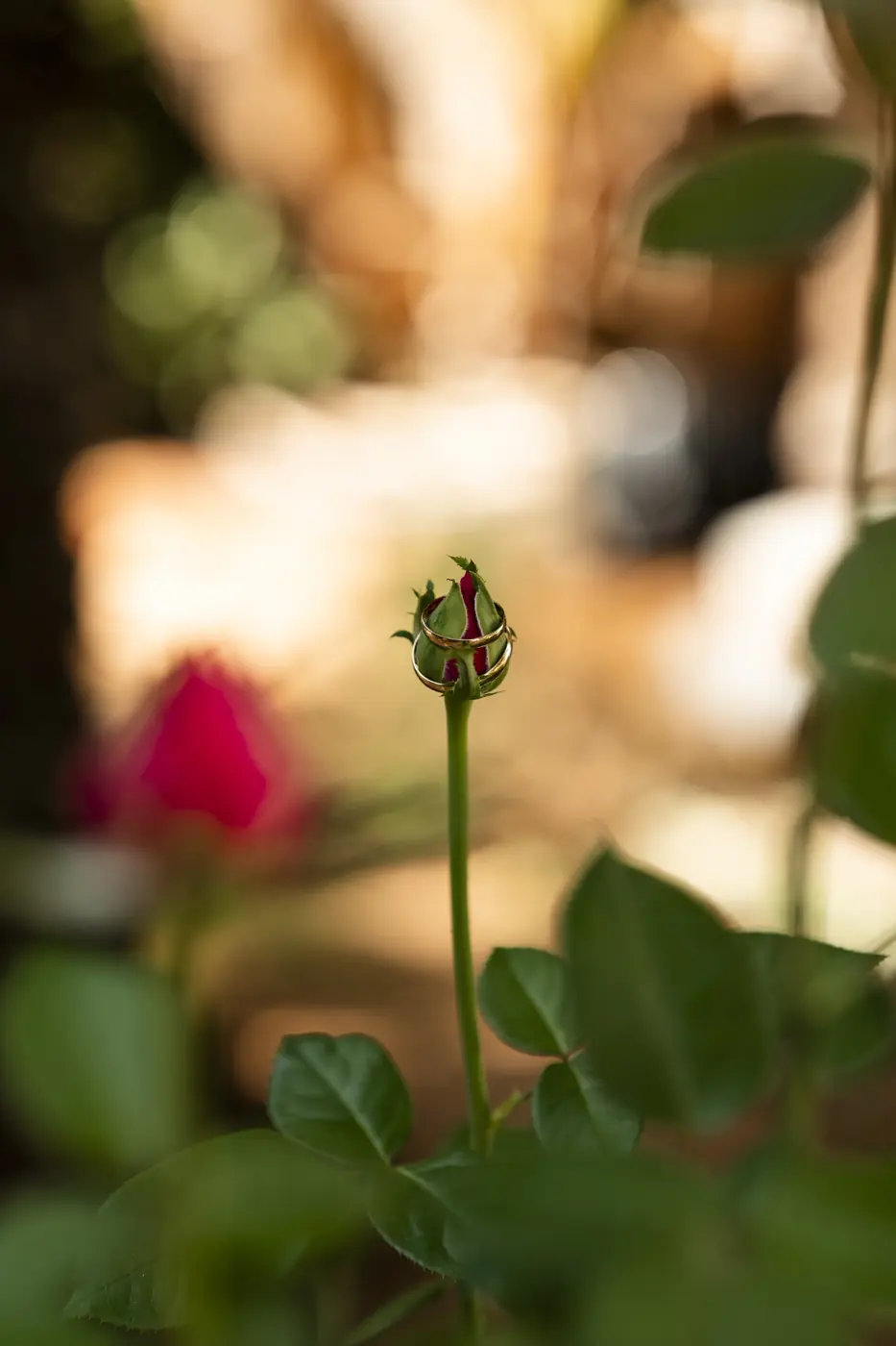 Las alianzas sobre un capullo de rosa